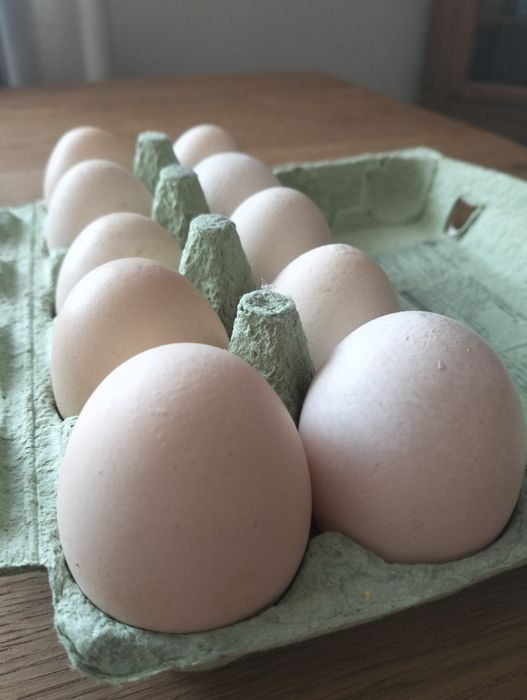 Świeże Jajka wiejskie