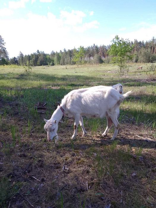 Продам дійну козу