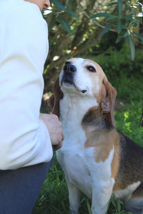 Beagle querida para adopção