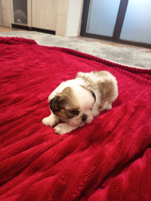 Shih-tzu fêmea lindíssima, vacinada e desparasitada