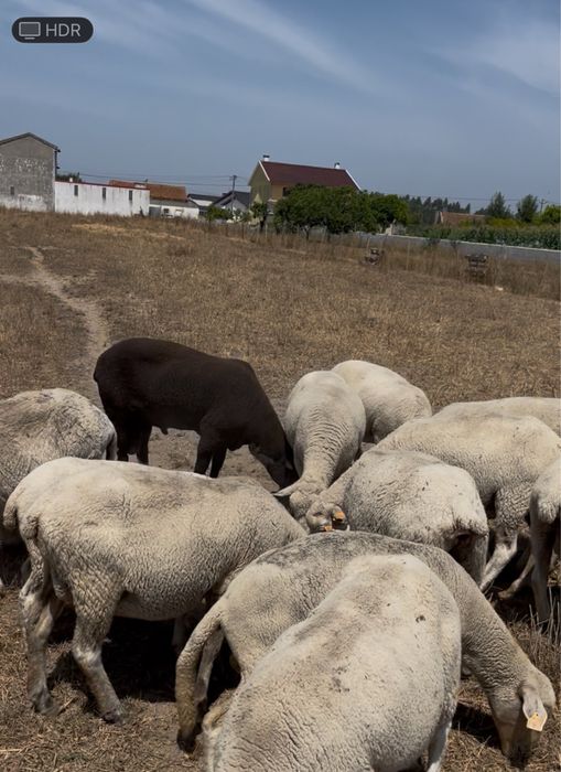 Ovelhas cruzadas de charollais