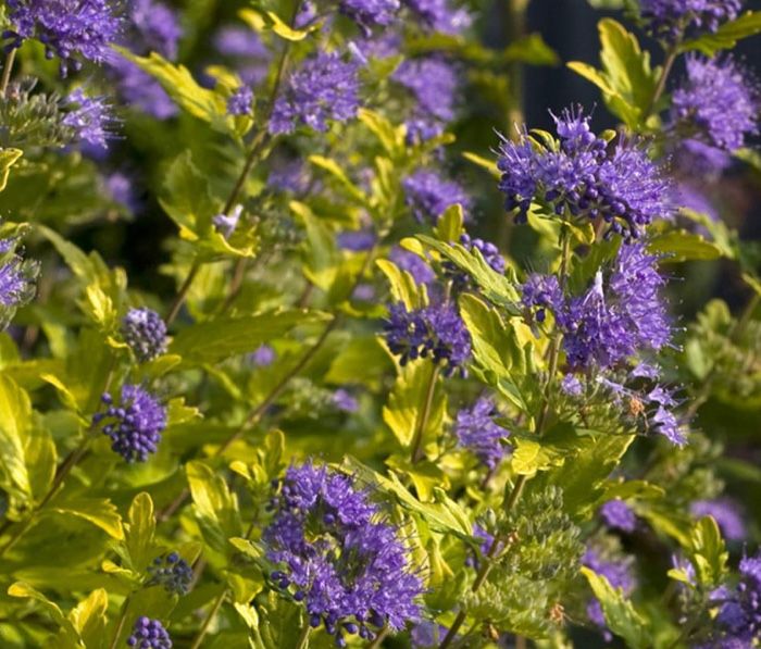 флокс шиловидный, овсяница, лаванда ,вейник, сантолина кариоптерис