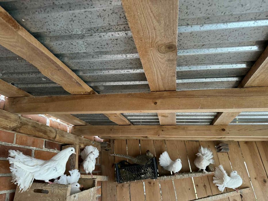 Golębie pawiki gołąb pawik