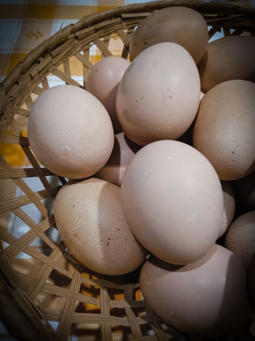 Ovos de galinha caseiros