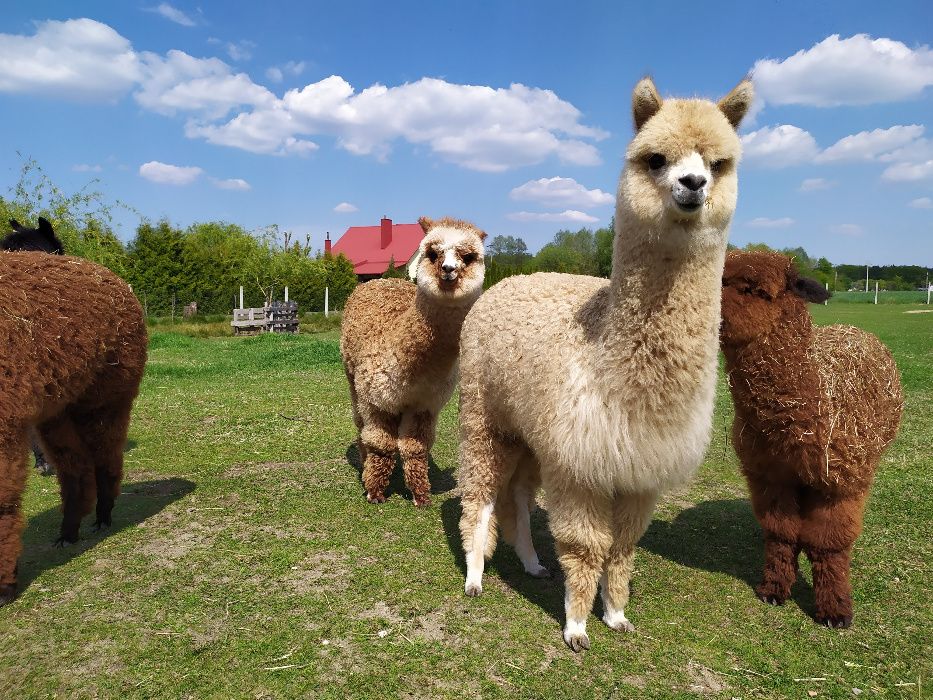 runo alpaki alpak alpaka