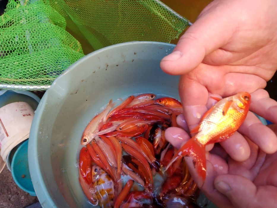 Karp narybek kroczek