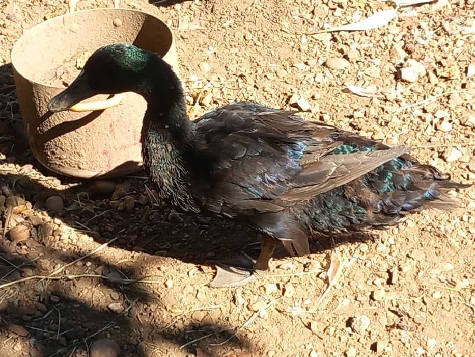 Pato cayuga macho