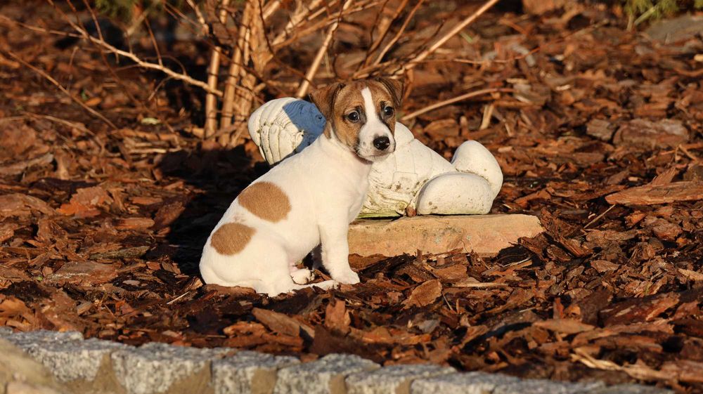 Jack Russell Terrier PIESEK od"BREFIO"/badania genet./odbiór