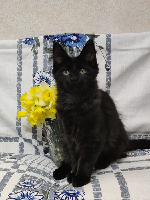 Мейн Кун девочка