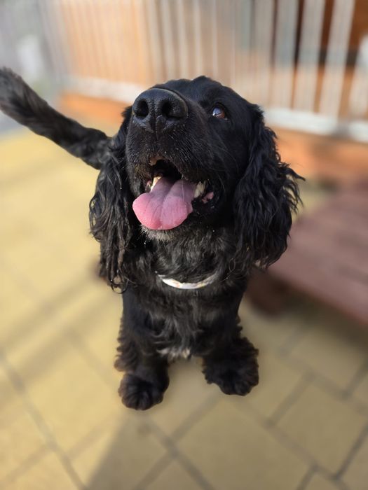 Bambo - czarny spanielek. Adopcja !