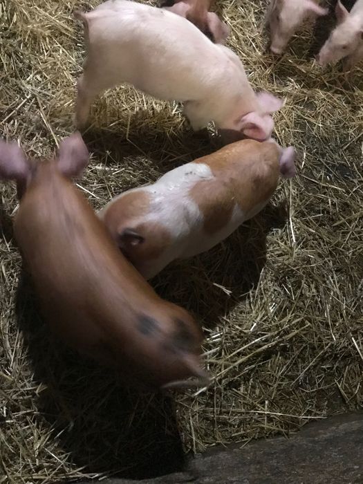 Поросята на відгодівлю