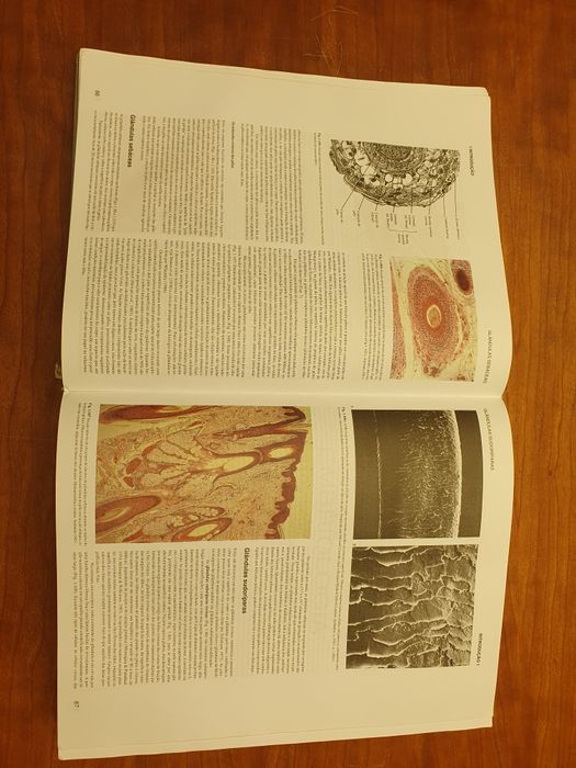 1a e 2a ediçao.  GRAY ANATOMIA