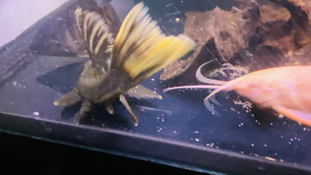 TABU Hypostomus Luteus 17cm faza 2 Warszawa