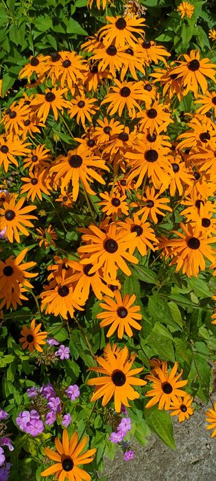 Rudbekia 5 sadzonek kopane z ziemi przed wysyłką