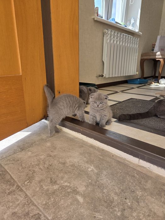 Шотландские котята