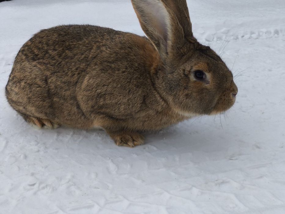 Маю на продаж молодого кролика