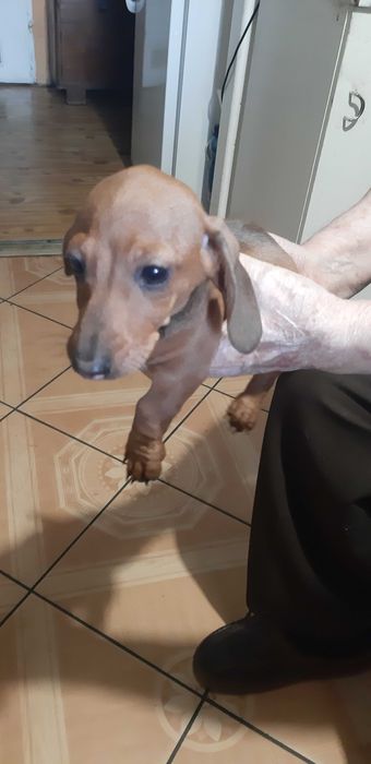 jamnik króliczy -miniatura Piesek Gucio