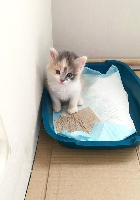 Отдам трёхцветных котят