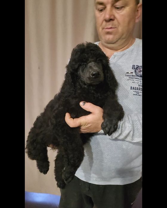 Щенки большого королевского пуделя