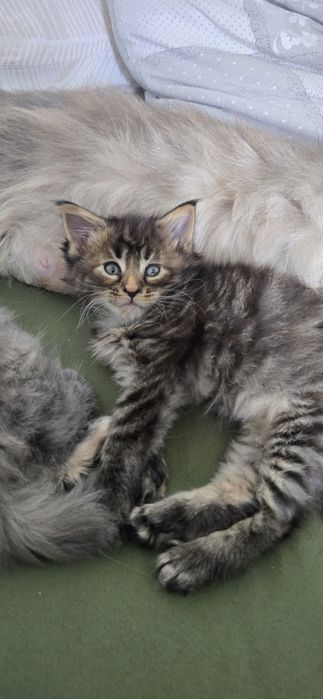 Kotka maine coon
