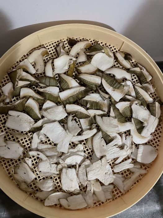 Гриби білі Закарпаття