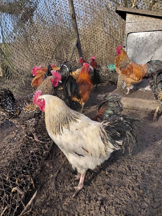 Koguty  różne, młode