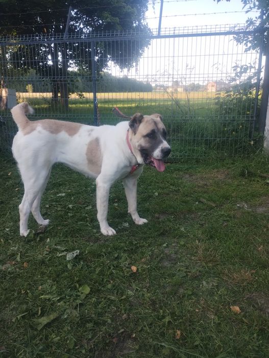 Owczarek środkowoazjatycki