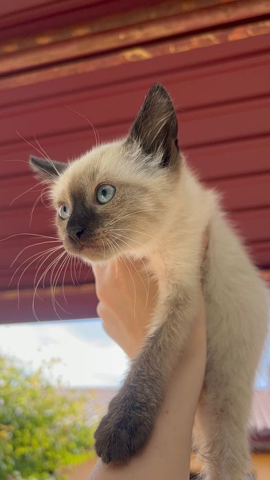 Сіамські котики.