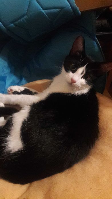 Найніжніша киця, кошеня підліток. Стерилізована