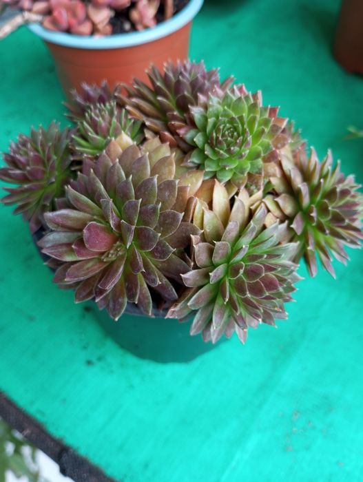 Suculentas disponíveis para entrega  1,50€ e2,50€