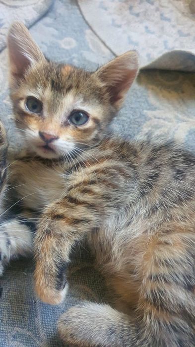 Кошенята в добрі руки