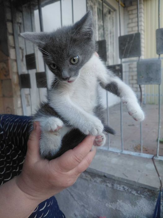 Кошеня в добрі руки безкоштовно