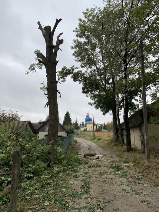 Арборістика валка дерев будь-якої складності