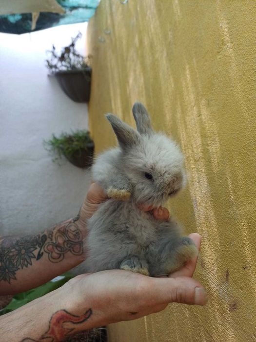 Coelhos Anões disponíveis