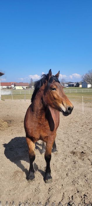 Klacz Sokólska zimnokrwista