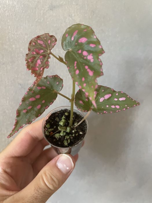Begonia negrosensis kolekcjonerska