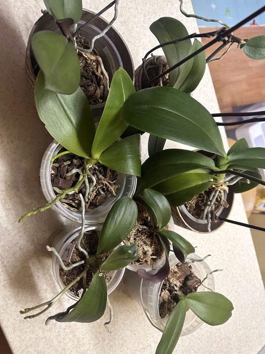 Продам домашні орхідеї