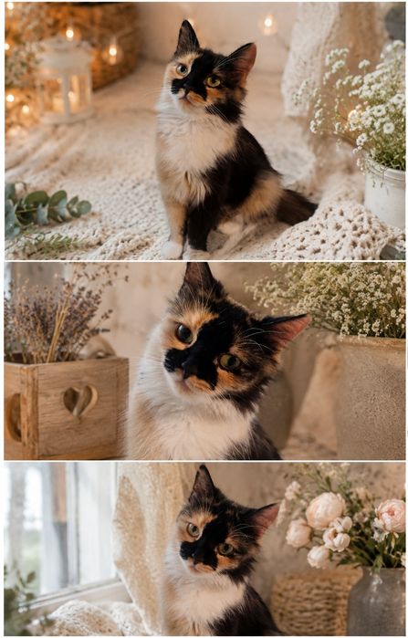 Отдам_ кошки_ коты_ брошка
