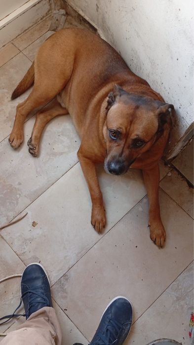 Cao para doaccao responsavel