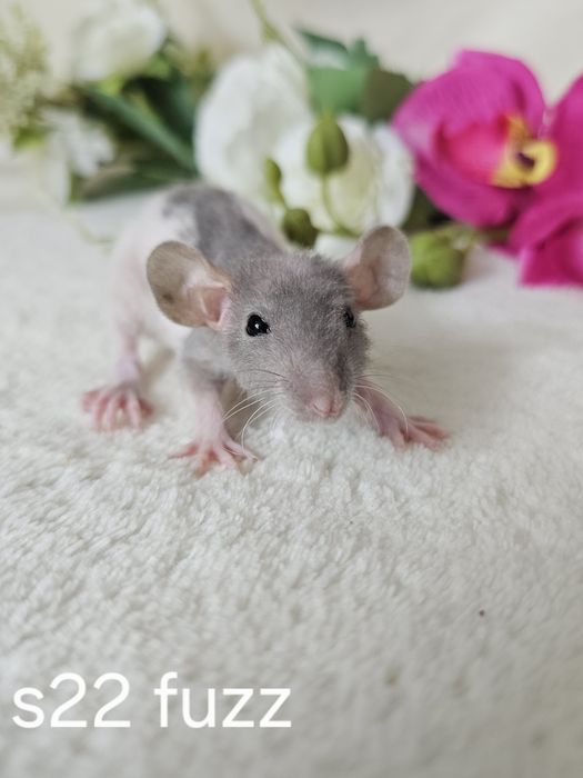 Szczurek szczur szczury