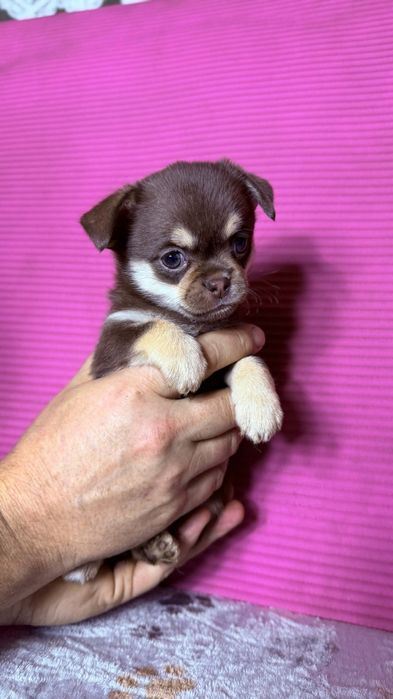 Chihuahua xs suczka już do odbioru.