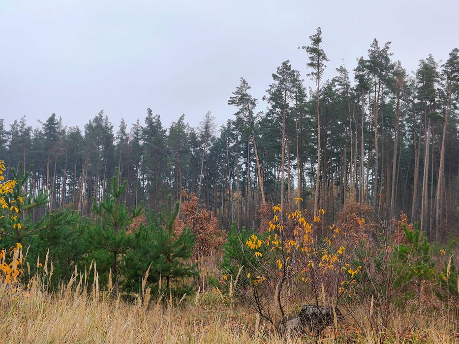 Ділянка 15 сот під забудову в найкращій локації під лісом | Дмитрівка