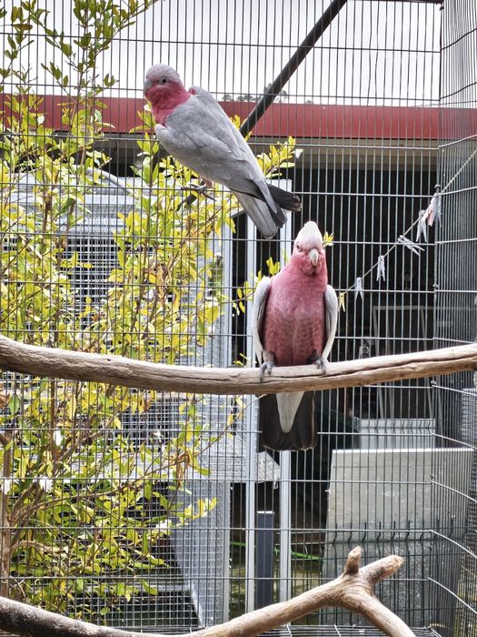 Catatuas Galán aves de 2025 com CITES próprios