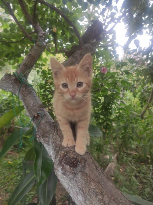Кошенята котики коти
