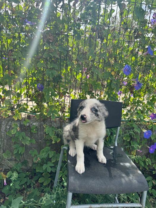 Menina Border Collie Merle Linda