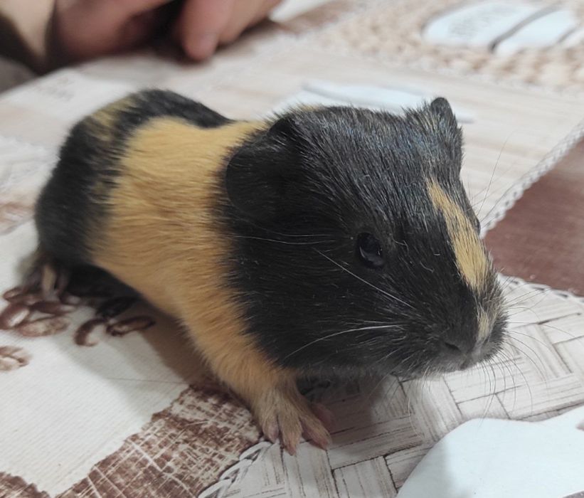 Три  морські свинки