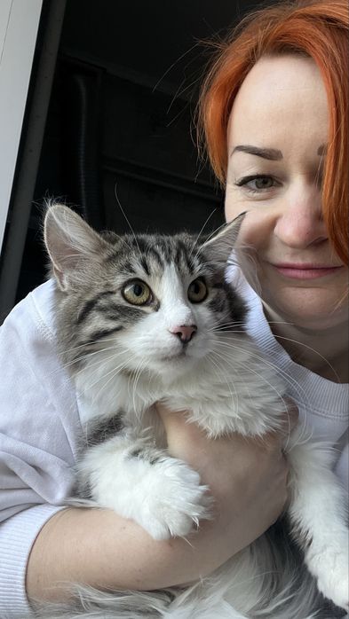 Шикарний молодий котик  шукає родину, безкоштовно