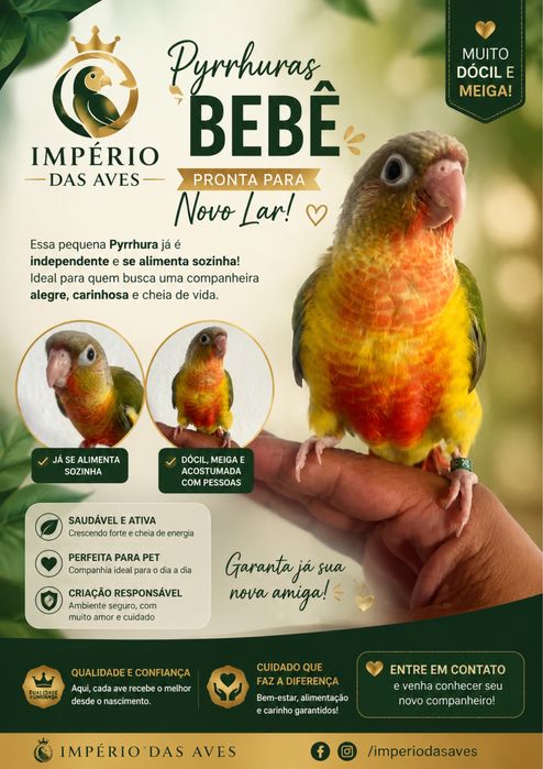Pyrrhura bebê já se alimenta sozinha
