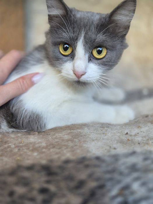 Кошеня підліток шукає дім