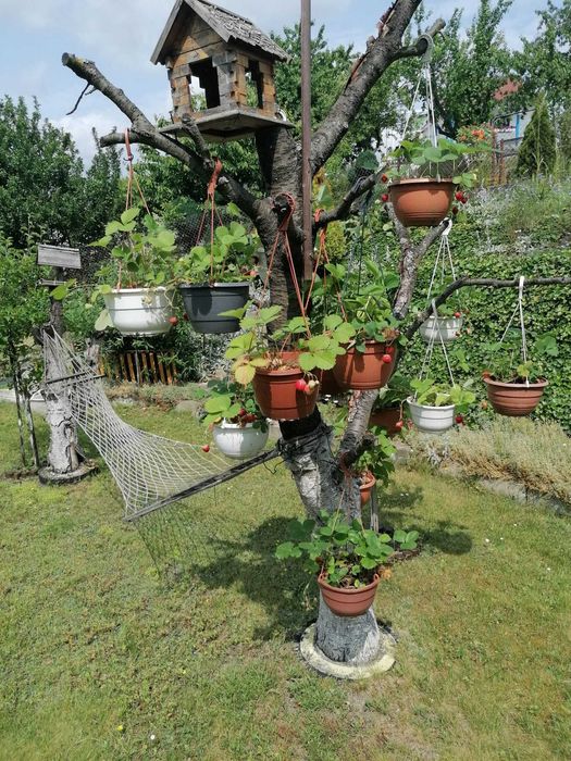 Dzialka ROD Bukowina 600m2 Podjuchy